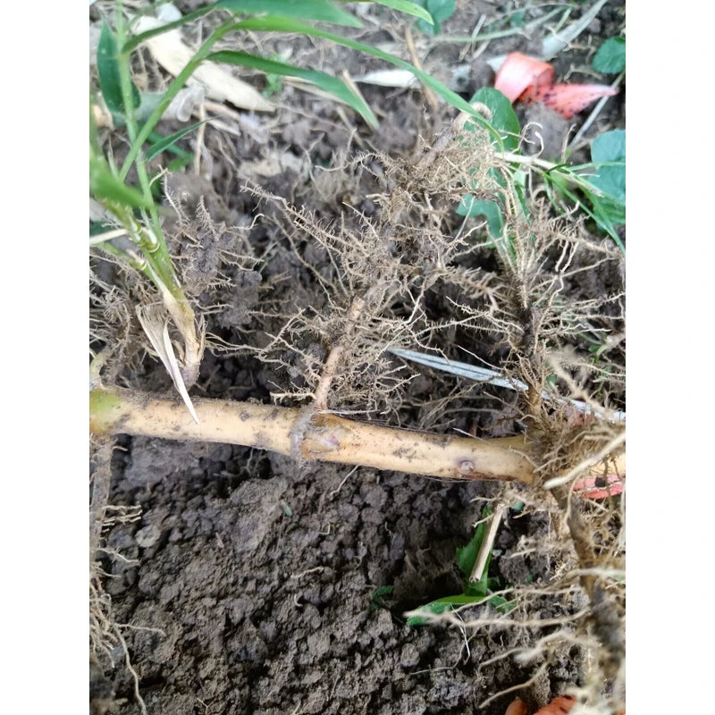 Bamboo, Live root MOSO Live Bamboo Root 6pc per order, 5 in or longer.