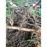 Bamboo, Live root MOSO Live Bamboo Root 6pc per order, 5 in or longer.