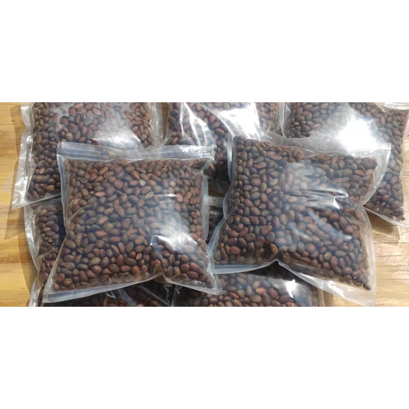 Grand Canyon Silver New Mexico Piñon, Pinon Pine Nuts, 2024 Harvest, 8oz ~ Roasted & Salted