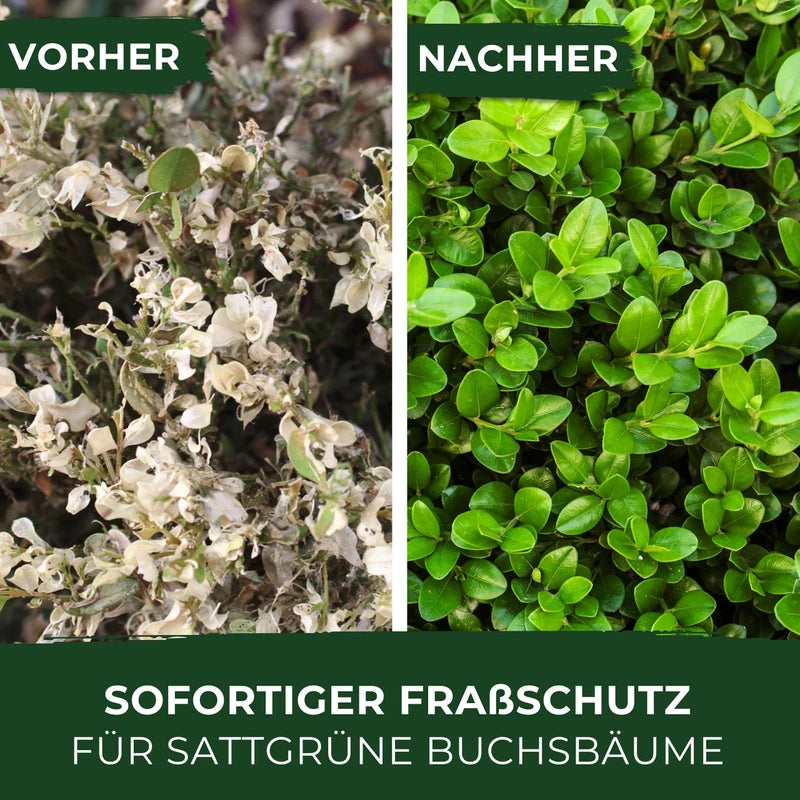 Legona® Xentari Moth-free & Caterpillar Free Boxwood Moth Spraying Agent, Biological Control of Mother, Cabbage White and Frost Teaser, 20 g, Easy to Dose, Not Dangerous to Bees