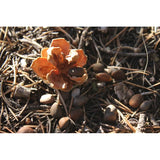 Grand Canyon Silver New Mexico Piñon, Pinon Pine Nuts, 2024 Harvest, 8oz ~ Roasted & Salted