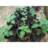 Unbranded Guatemalan HIERBA MORA, Vegetable, Quelite, Quilete, Mora, 100+ SEMILLAS, SEEDS