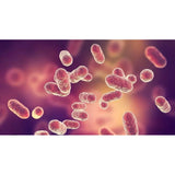 cnaturalife life inc NoBac Toothpaste "Killing any bacteria & virus particularly in mouth"