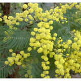 Acacia decurrens dealbata (Silver Acacia) Tree Seed, Warm, Honey, iris-Like Scent, You Choose The Quantity (1 Pack)