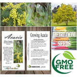 Acacia decurrens dealbata (Silver Acacia) Tree Seed, Warm, Honey, iris-Like Scent, You Choose The Quantity (1 Pack)