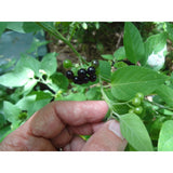 Unbranded Guatemalan HIERBA MORA, Vegetable, Quelite, Quilete, Mora, 100+ SEMILLAS, SEEDS