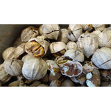 Hickory 2024 NEW CROP NATURAL 1# Wisconsin Shelled Hickory Nuts 1 lb. one pound