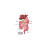 Poster Foundry - Internal Human Digestive System Illustration Human Anatomy Educational Chart Cool Wall Art Print Poster 16x24